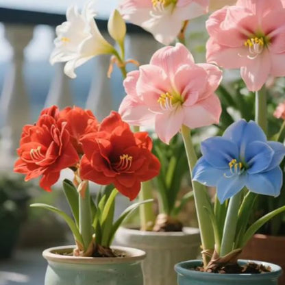 Bulbos de Tulipanes Perfumados De Doble Pétalo