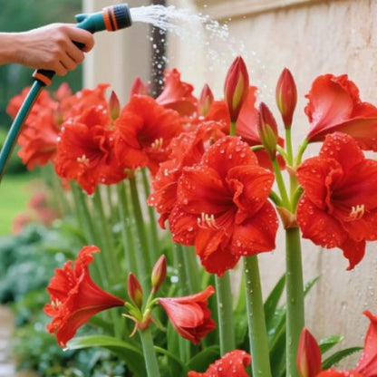 Bulbos de Tulipanes Perfumados De Doble Pétalo