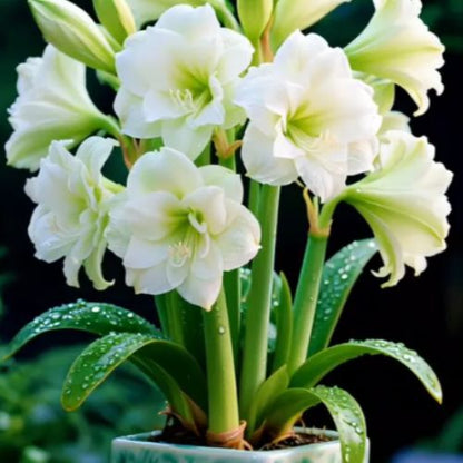 Bulbos de Tulipanes Perfumados De Doble Pétalo