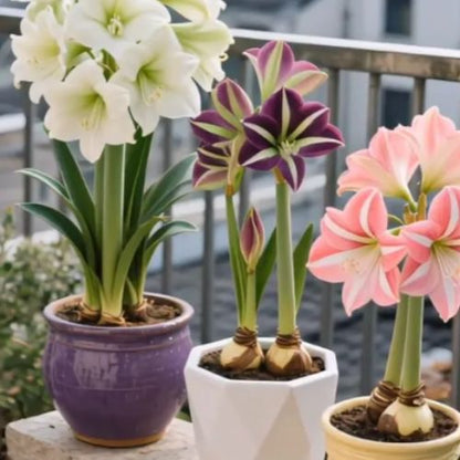 Bulbos de Tulipanes Perfumados De Doble Pétalo