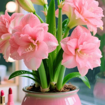 Bulbos de Tulipanes Perfumados De Doble Pétalo