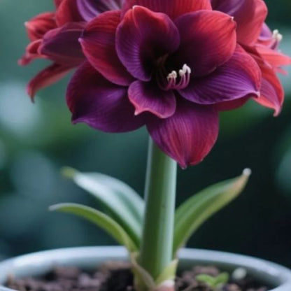 Bulbos de Tulipanes Perfumados De Doble Pétalo