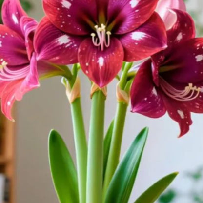 Bulbos de Tulipanes Perfumados De Doble Pétalo