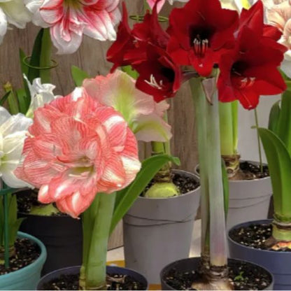 Bulbos de Tulipanes Perfumados De Doble Pétalo