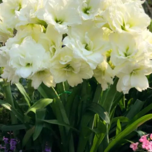 Bulbos de Tulipanes Perfumados De Doble Pétalo