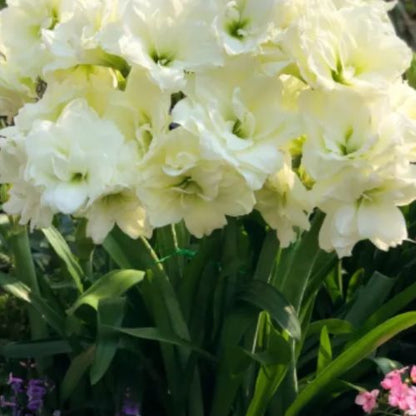 Bulbos de Tulipanes Perfumados De Doble Pétalo