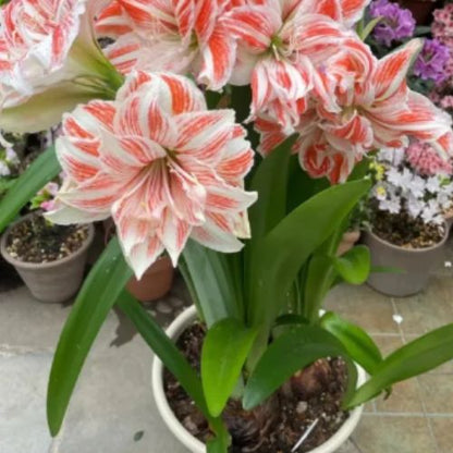 Bulbos de Tulipanes Perfumados De Doble Pétalo