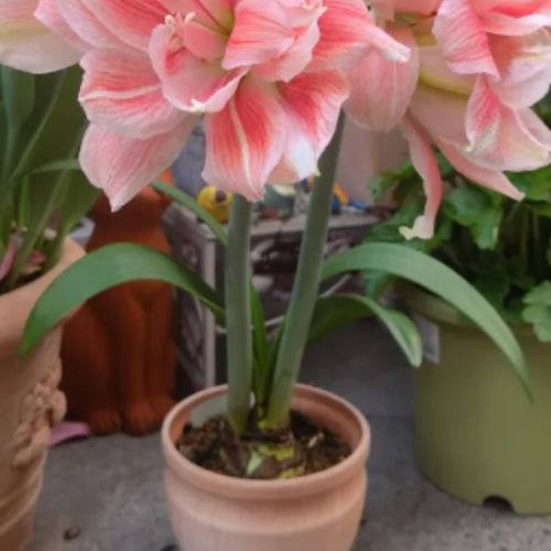 Bulbos de Tulipanes Perfumados De Doble Pétalo