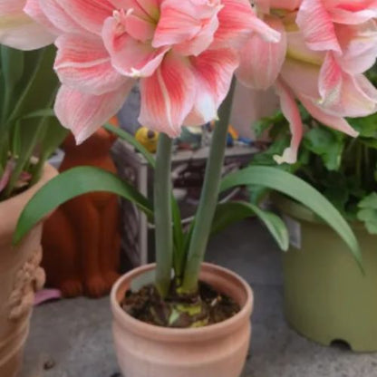 Bulbos de Tulipanes Perfumados De Doble Pétalo