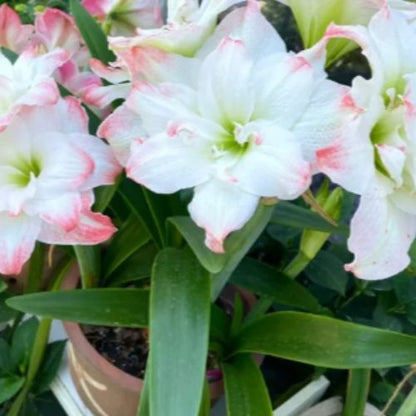 Bulbos de Tulipanes Perfumados De Doble Pétalo