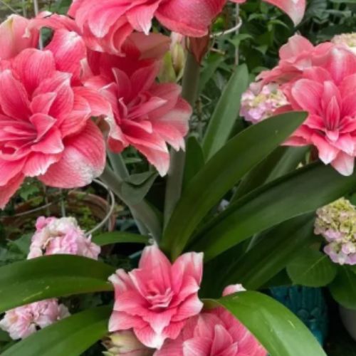 Bulbos de Tulipanes Perfumados De Doble Pétalo