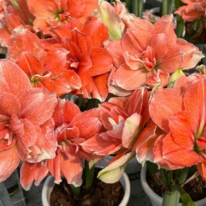 Bulbos de Tulipanes Perfumados De Doble Pétalo