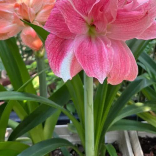 Bulbos de Tulipanes Perfumados De Doble Pétalo