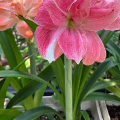 Bulbos de Tulipanes Perfumados De Doble Pétalo