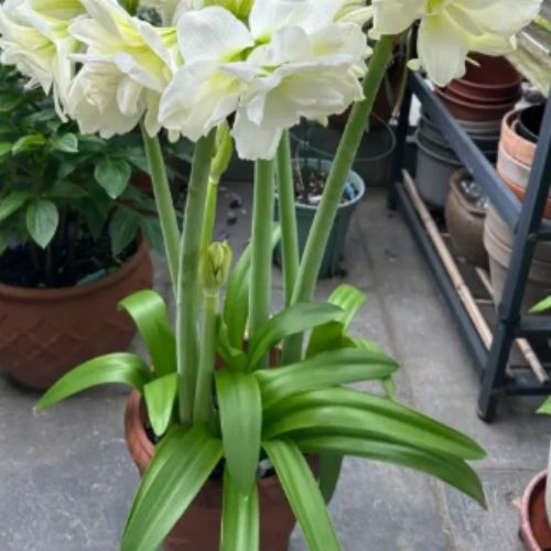 Bulbos de Tulipanes Perfumados De Doble Pétalo