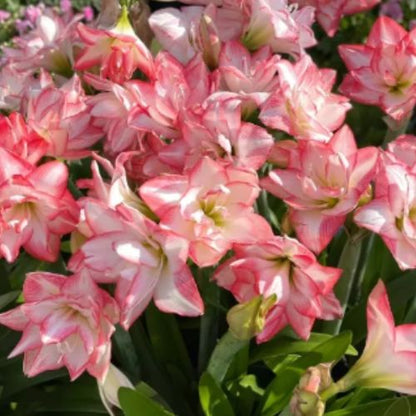 Bulbos de Tulipanes Perfumados De Doble Pétalo