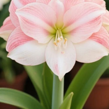 Bulbos de Tulipanes Perfumados De Doble Pétalo