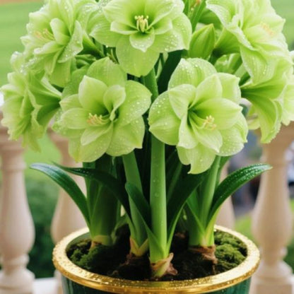 Bulbos de Tulipanes Perfumados De Doble Pétalo