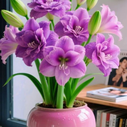 Bulbos de Tulipanes Perfumados De Doble Pétalo