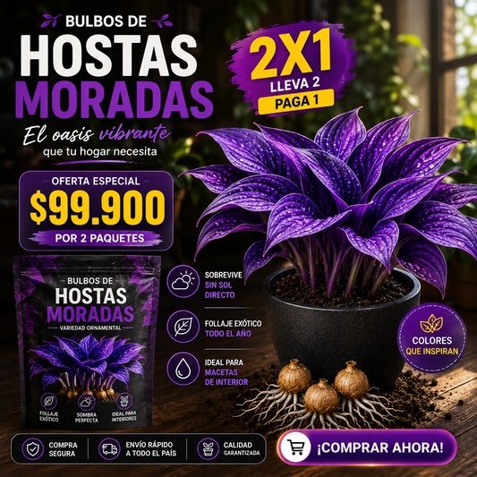 Bulbos de Hostas Moradas 2x1