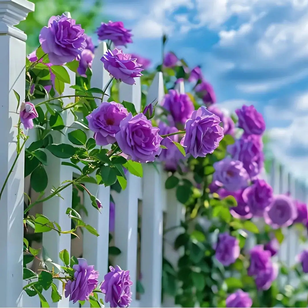 Combo Especial Semillas de Rosa Trepadora + Rosa Negra Exótica