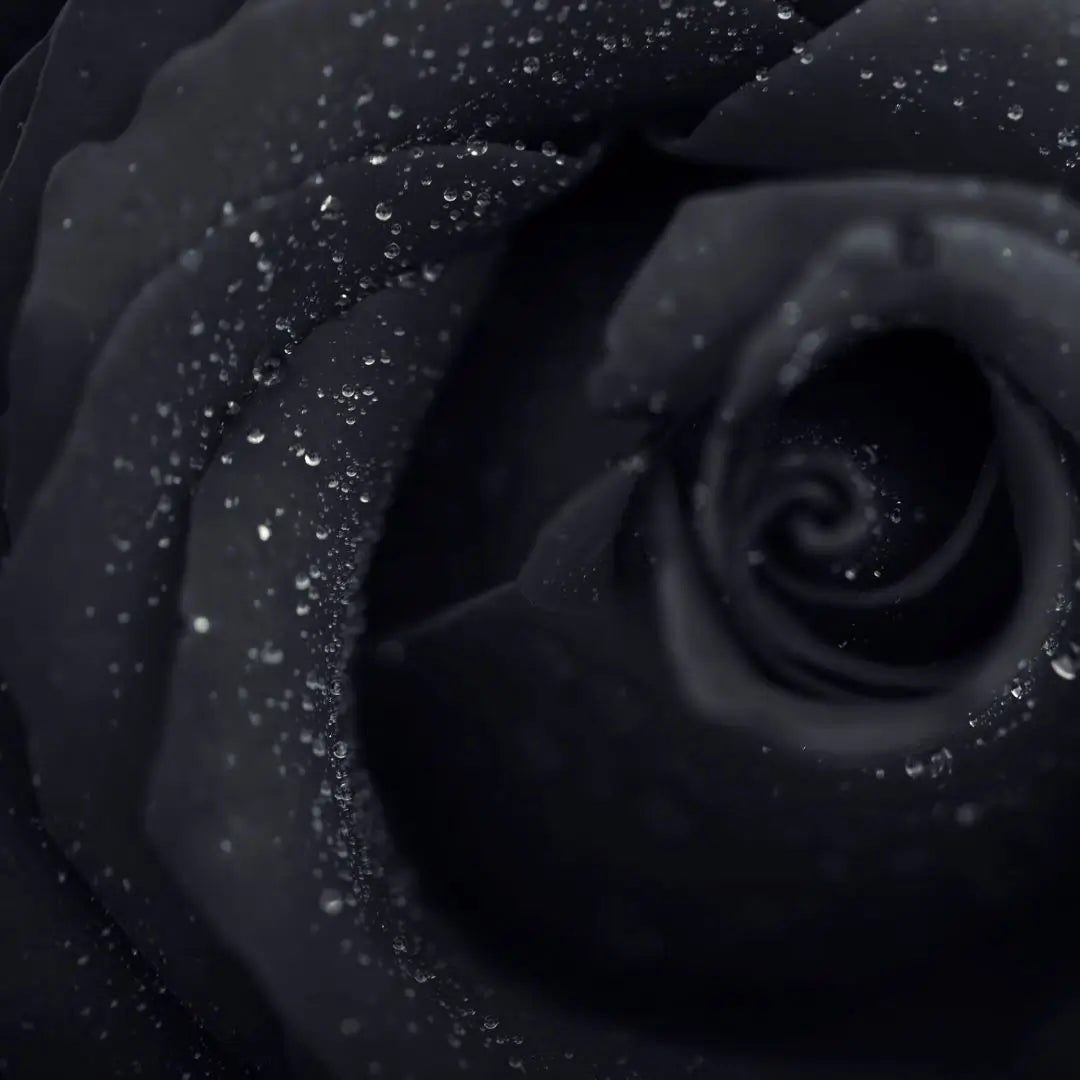 Combo Especial Semillas de Rosa Trepadora + Rosa Negra Exótica