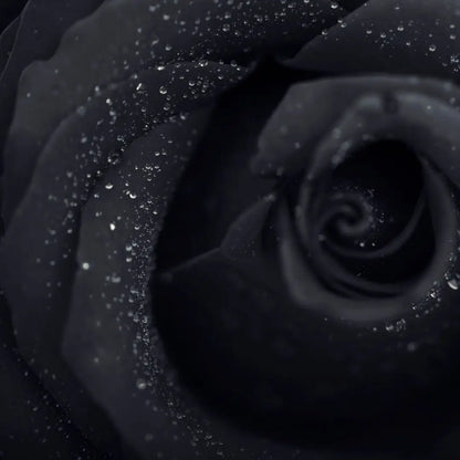 Combo Especial Semillas de Rosa Trepadora + Rosa Negra Exótica