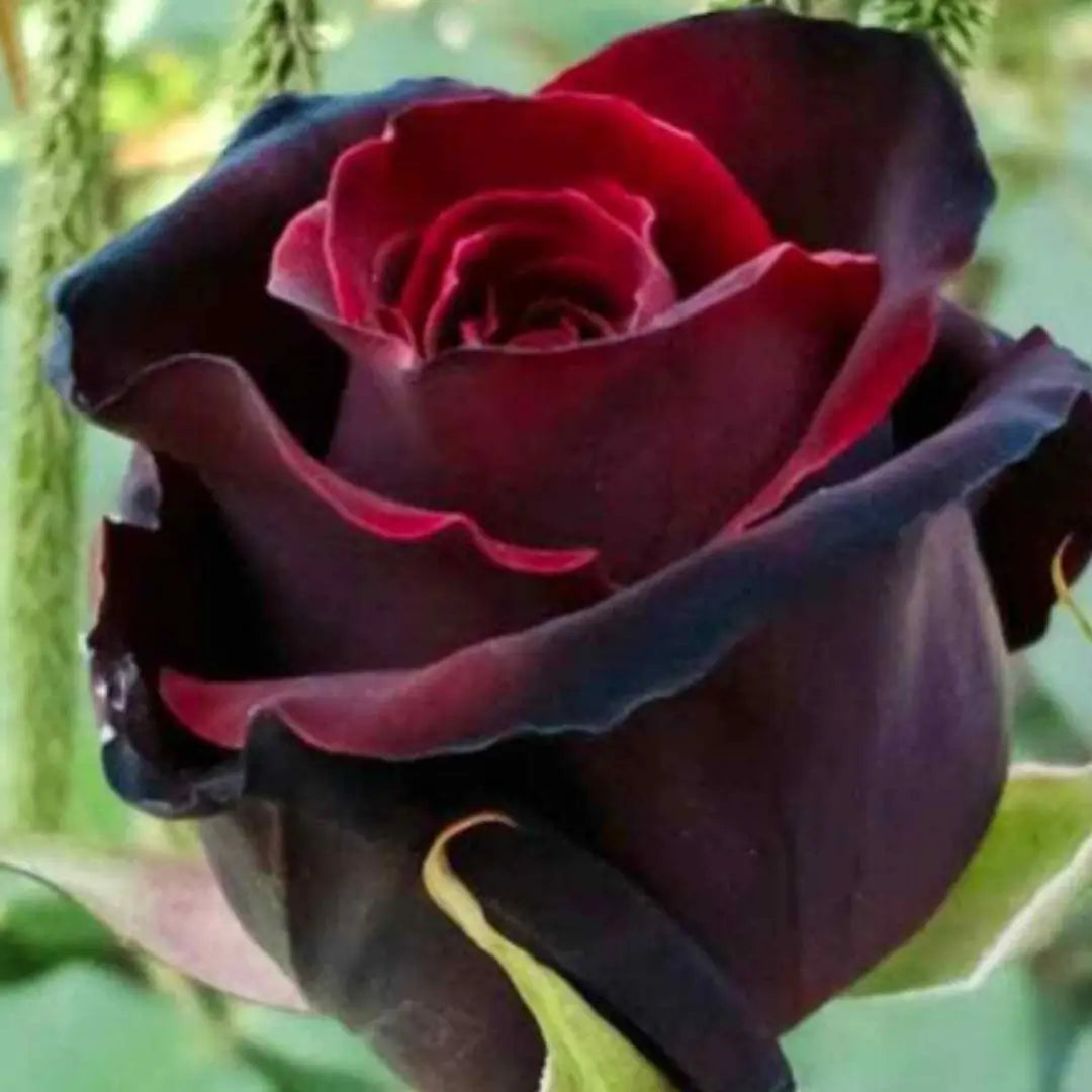 Combo Especial Semillas de Rosa Trepadora + Rosa Negra Exótica