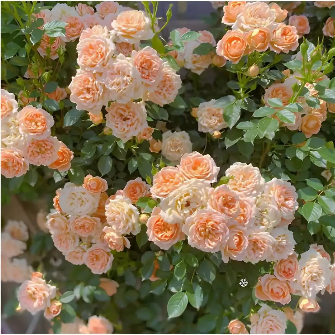 Combo Especial Semillas de Rosa Trepadora + Rosa Negra Exótica