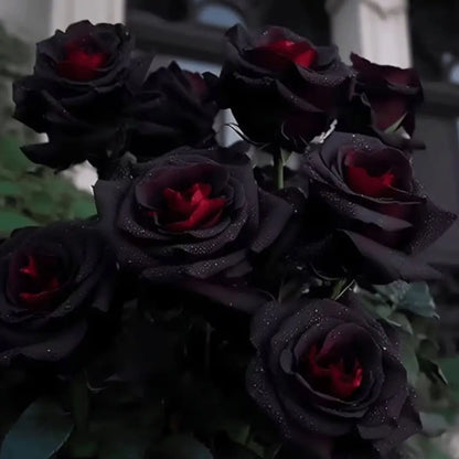 Combo Especial Semillas de Rosa Trepadora + Rosa Negra Exótica