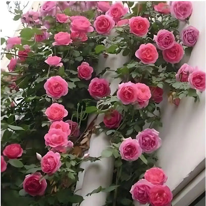 Combo Especial Semillas de Rosa Trepadora + Rosa Negra Exótica