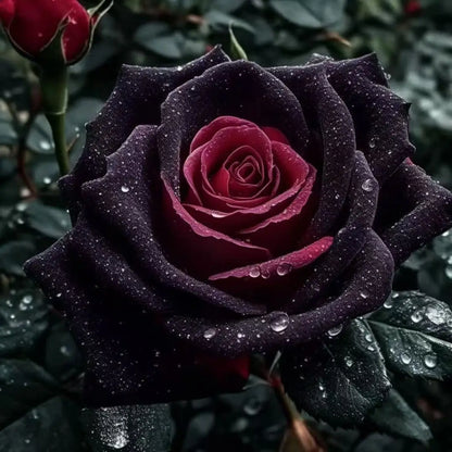 Combo Especial Semillas de Rosa Trepadora + Rosa Negra Exótica