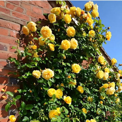 Combo Especial Semillas de Rosa Trepadora + Rosa Negra Exótica