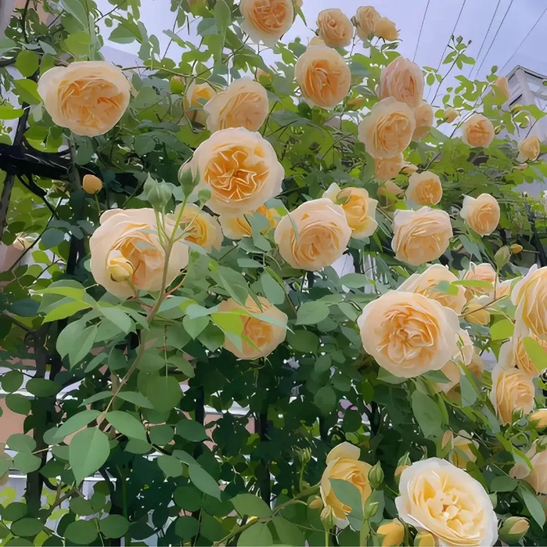 Combo Especial Semillas de Rosa Trepadora + Rosa Negra Exótica