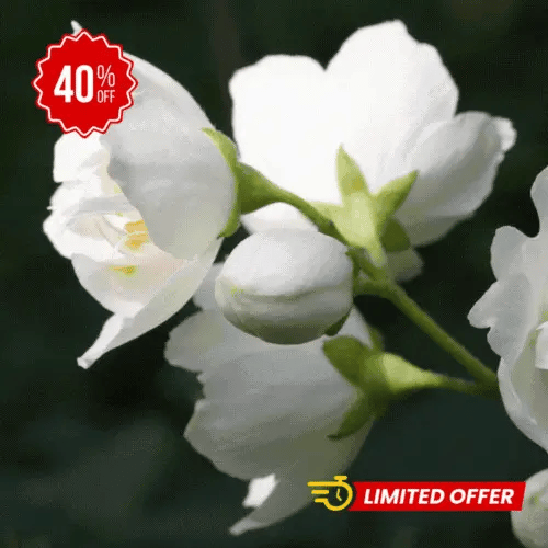 Combo Mas Vendido Semillas de Rosa Trepadora + Semillas de Jazmín Doble