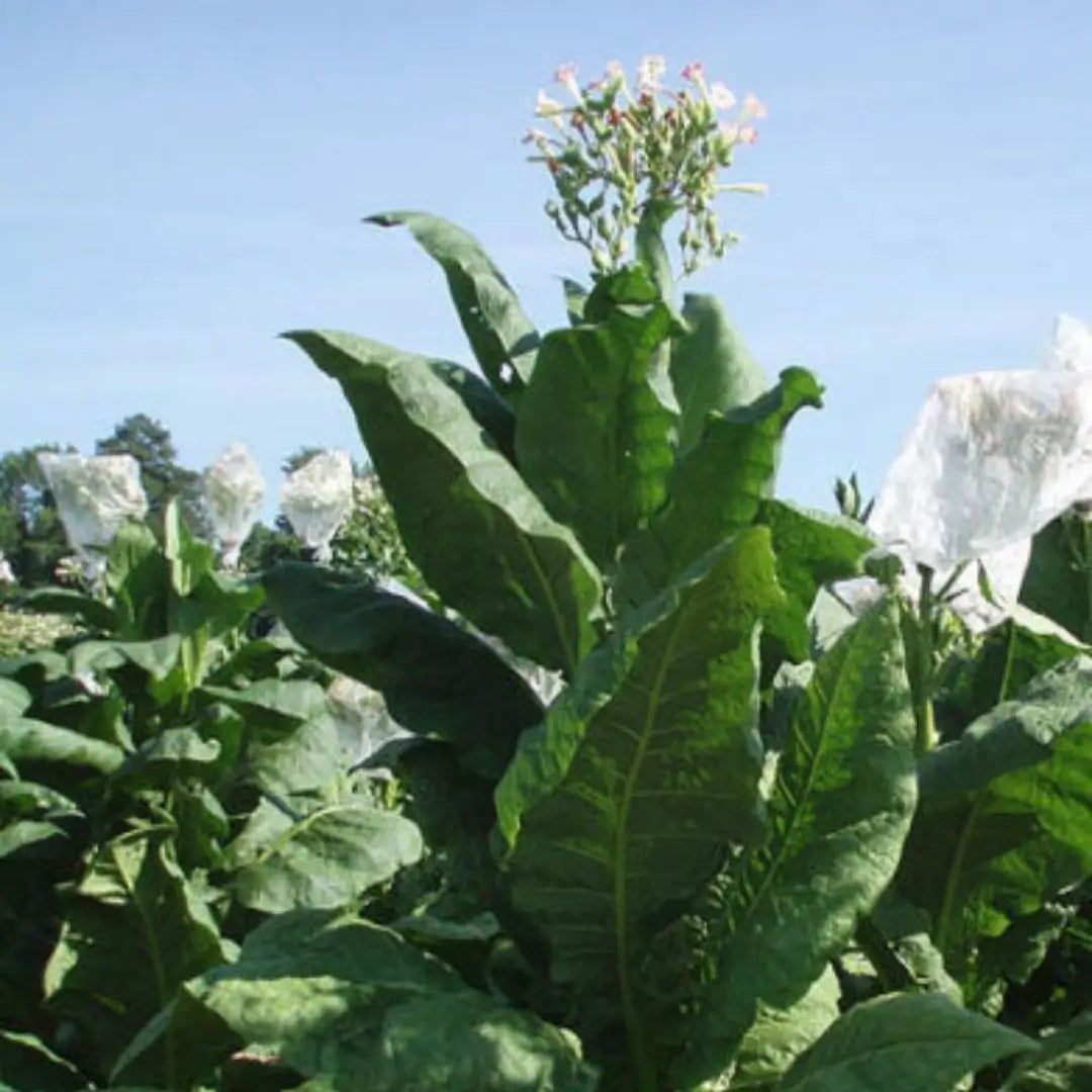 Combo Mas Vendido Semillas de Rosa Trepadora + Semillas de Jazmín Doble