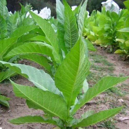 Combo Mas Vendido Semillas de Rosa Trepadora + Semillas de Jazmín Doble