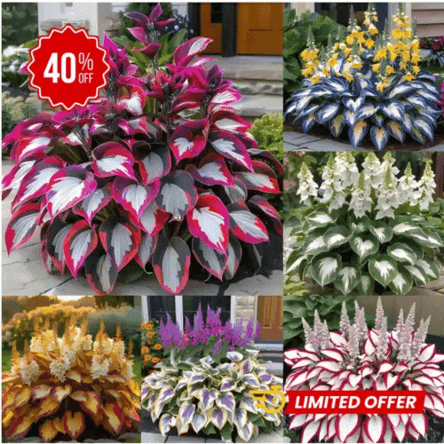 Semillas Hosta de Colores Vibrantes