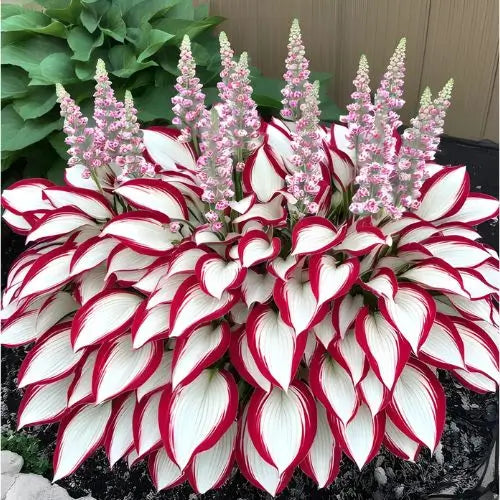 Semillas Hosta de Colores Vibrantes