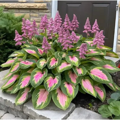 Semillas Hosta de Colores Vibrantes