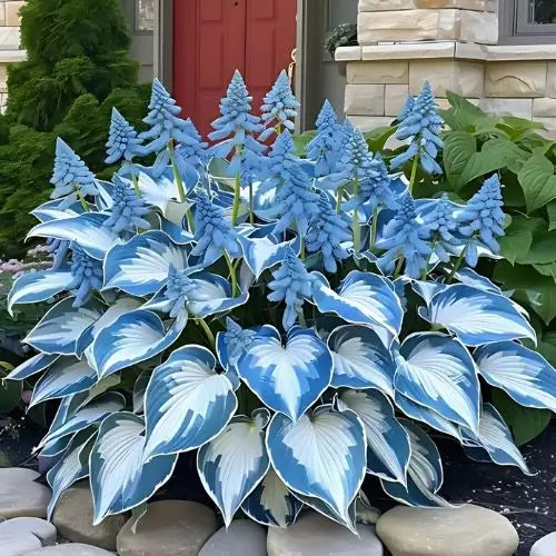 Semillas Hosta de Colores Vibrantes