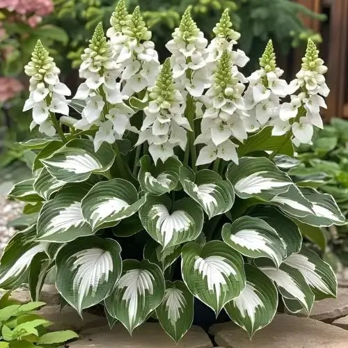 Semillas Hosta de Colores Vibrantes