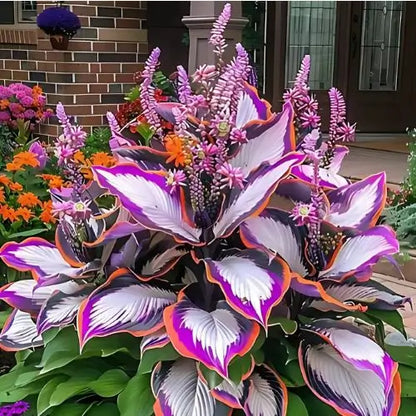 Semillas Hosta de Colores Vibrantes