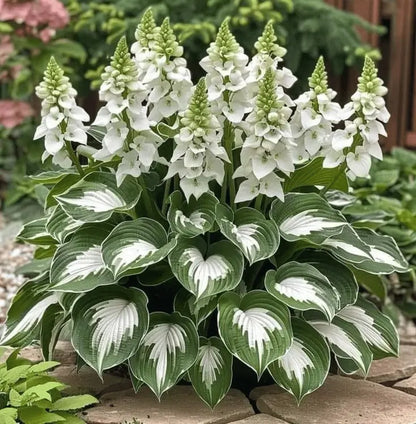 Semillas Hosta de Colores Vibrantes
