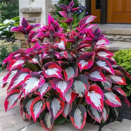 Semillas Hosta de Colores Vibrantes