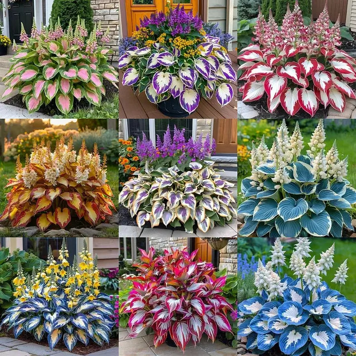 Semillas Hosta de Colores Vibrantes