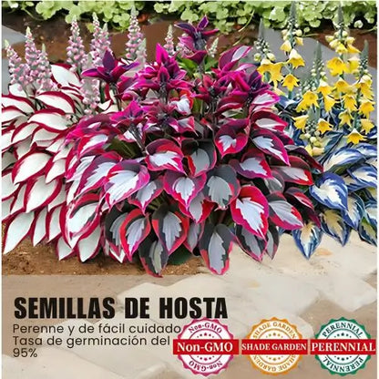 Semillas Hosta de Colores Vibrantes