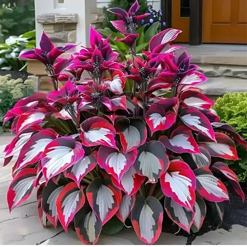 Semillas Hosta de Colores Vibrantes