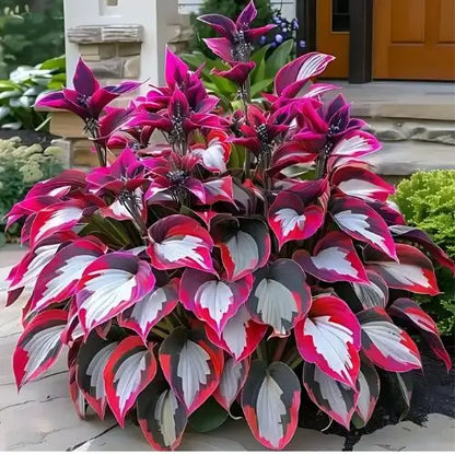 Semillas Hosta de Colores Vibrantes