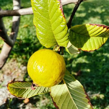 Semillas de Tu Árbol Tropical de Guayaba Roja Orgánica